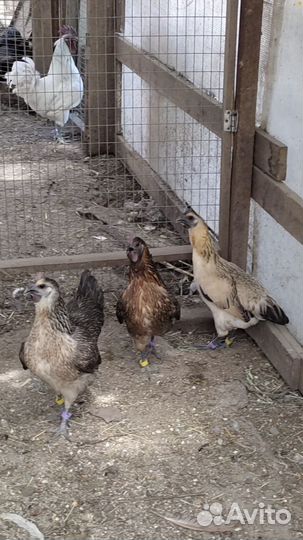 Инкубационное яйцо