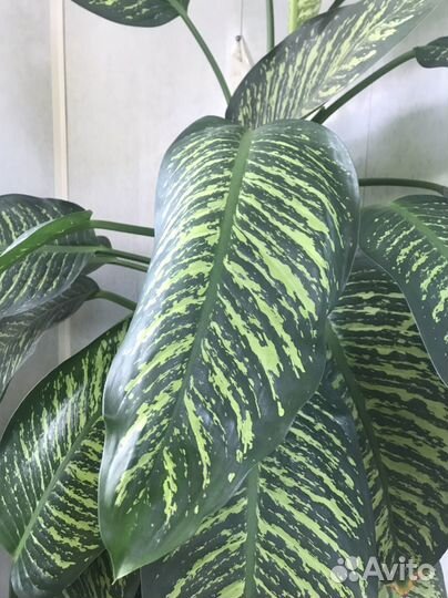 Диффенбахия отростки