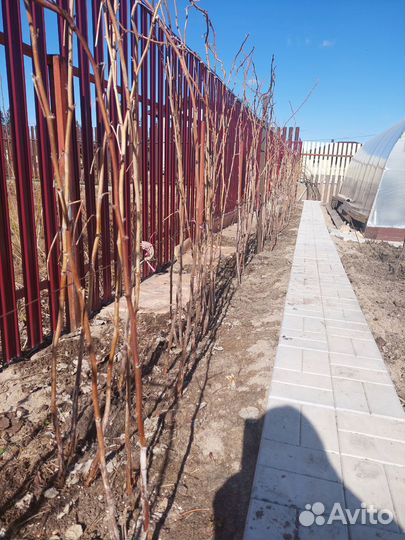 Саженцы сортовой малины