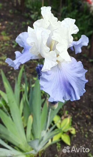 Ирисы
