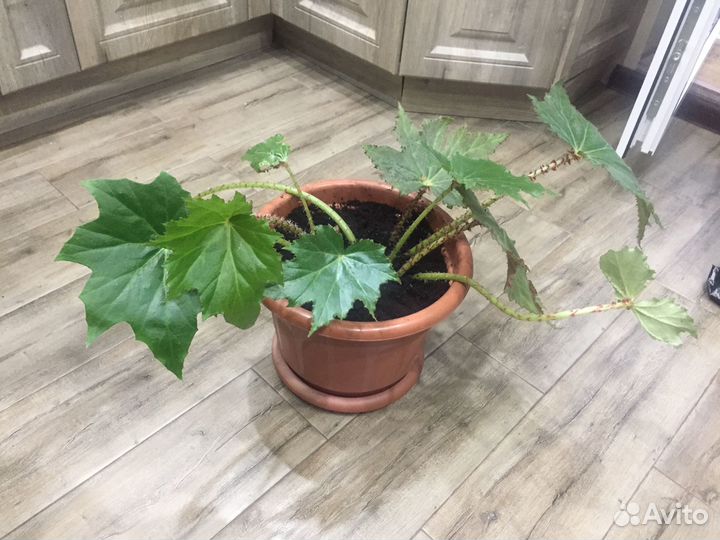 Бегония манжетная