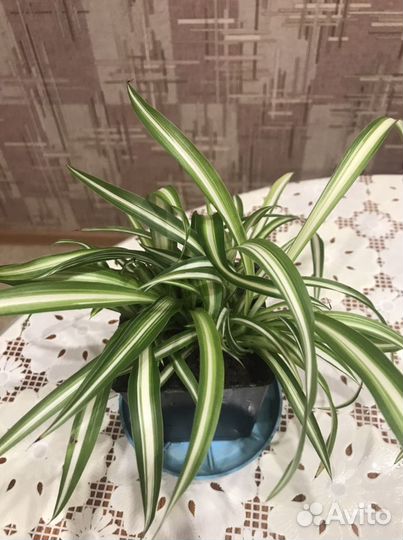 Растения для дома и для сада