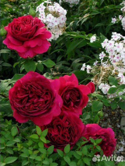 Английская роза Дарк Леди двухлетние саженцы