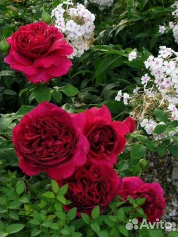 Английская роза Дарк Леди двухлетние саженцы