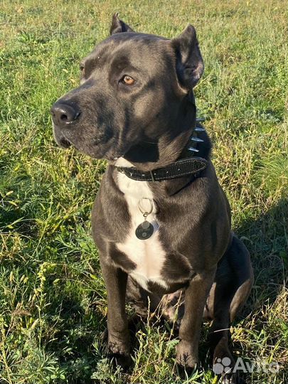 Дрессировка собак