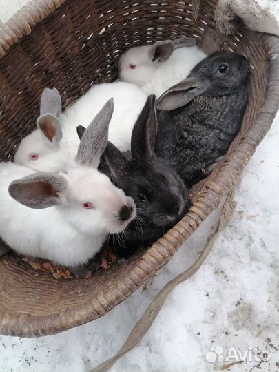 Кролики мясных пород