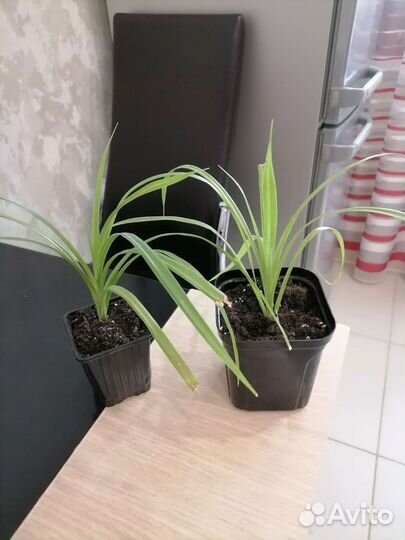 Пальма панданус