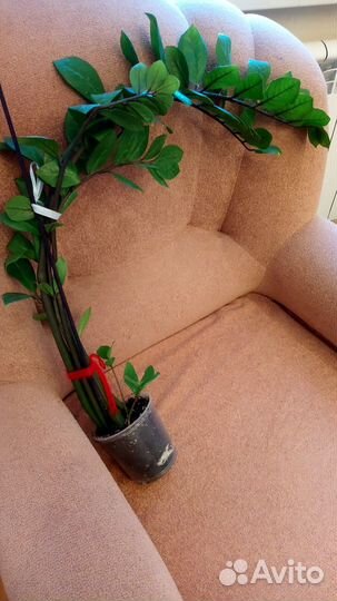 Замиокулькас