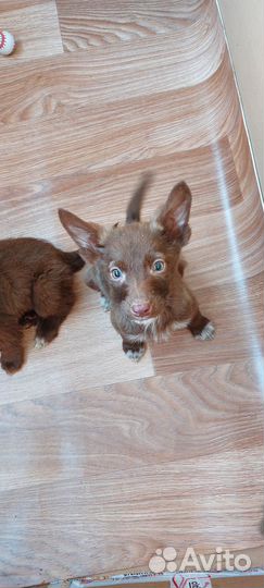 Щенодевочка в добрые руки