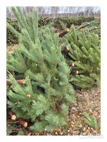 Сосна Новогодняя