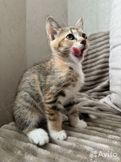 Котенок в добрые руки