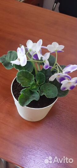 Фиалки цветущие в горшке