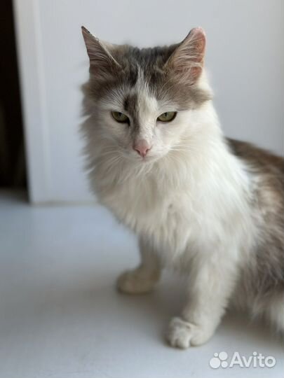 Кот в добрые руки