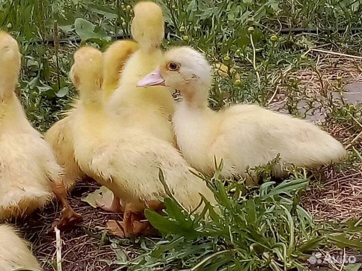 Утки и утята мускусные. Индоутки
