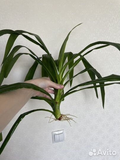 Комнатные цветы юкка