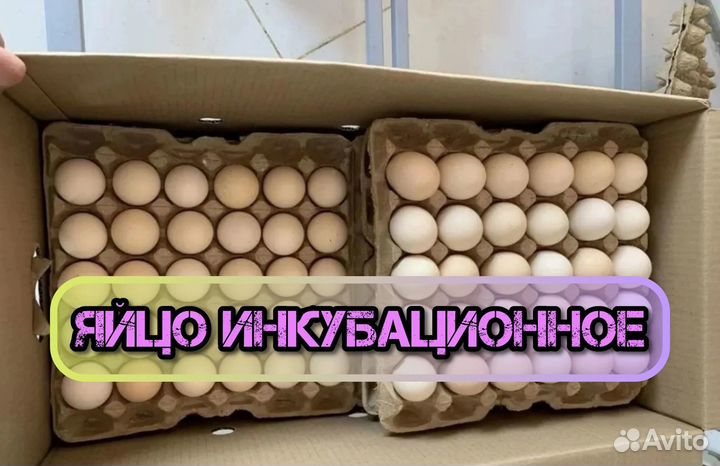 Инкубационное яйцо разной с/х птицы