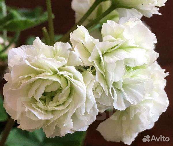 Пеларгония укорененные черенки