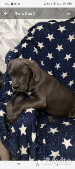 Щенок Кане Корсо девочка