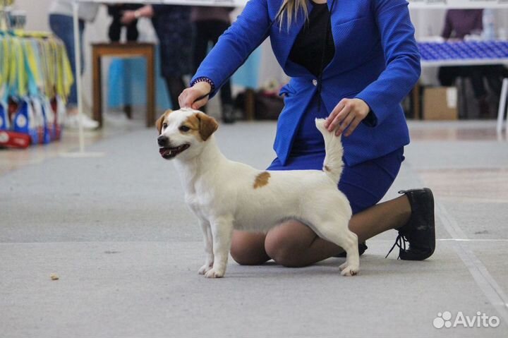 Щенки джек Рассел терьер