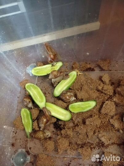 Улитки ахатины