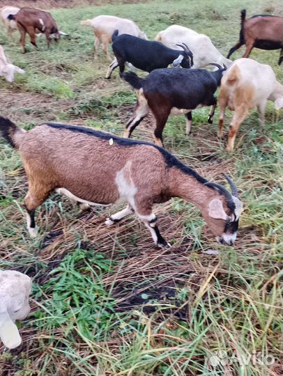 Нубийско-заненские козочки