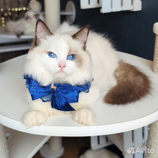 Карамель, девочка рэгдолл с родословной