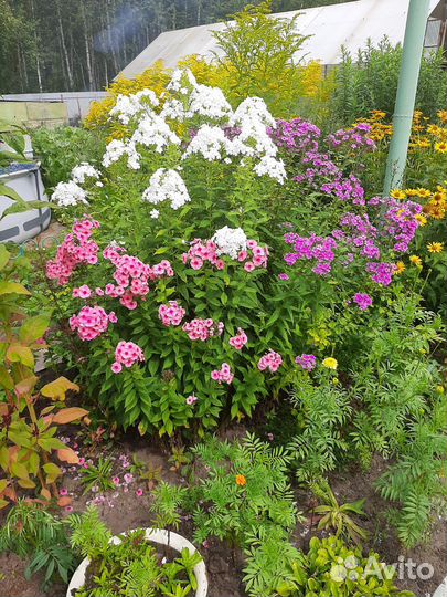 Флоксы многолетние