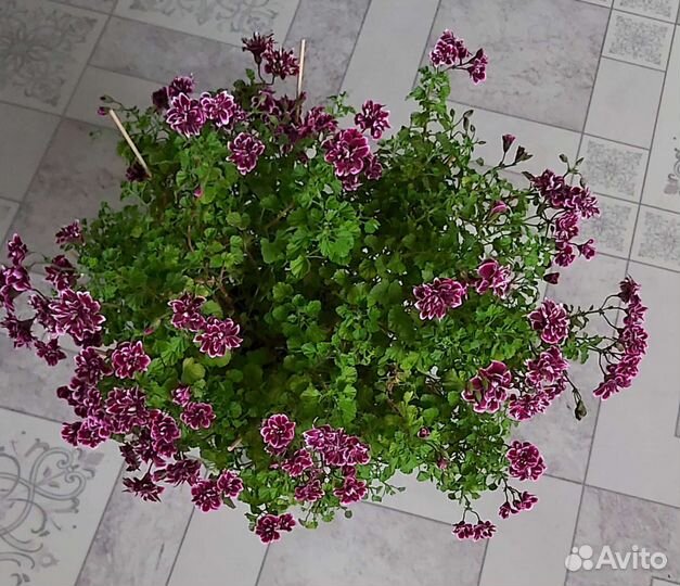 Герань пеларгония