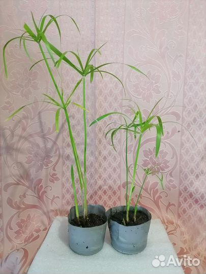 Циперус вариегатный