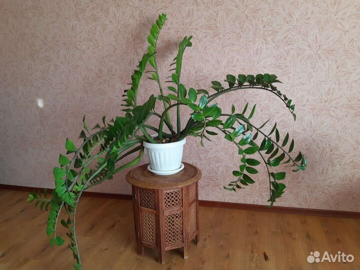 Замиокулькас