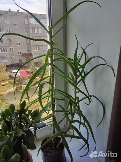 Алоэ трёхлетний