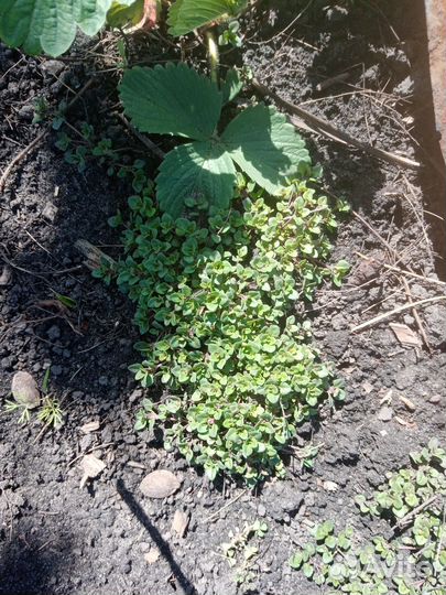 Рассада тимьян (чабрец)