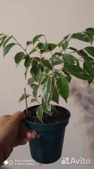 Фикус бенджамина