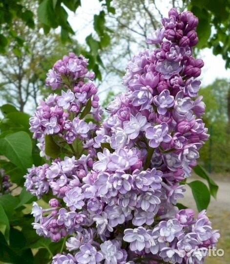 Сирень Монтель