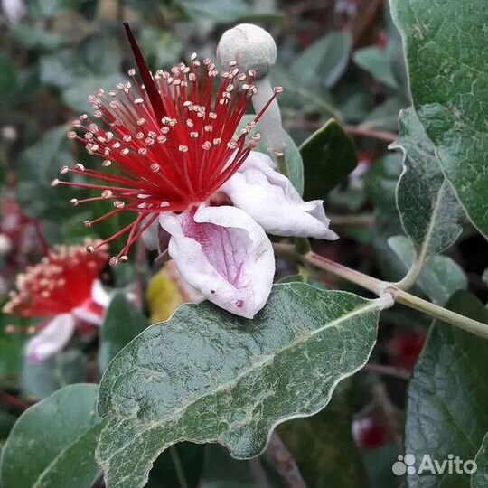 Саженцы фейхоа