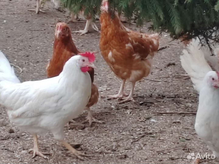 Бройлер, Утёнок, Несушка