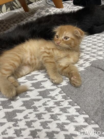 Котята в дар, бесплатно