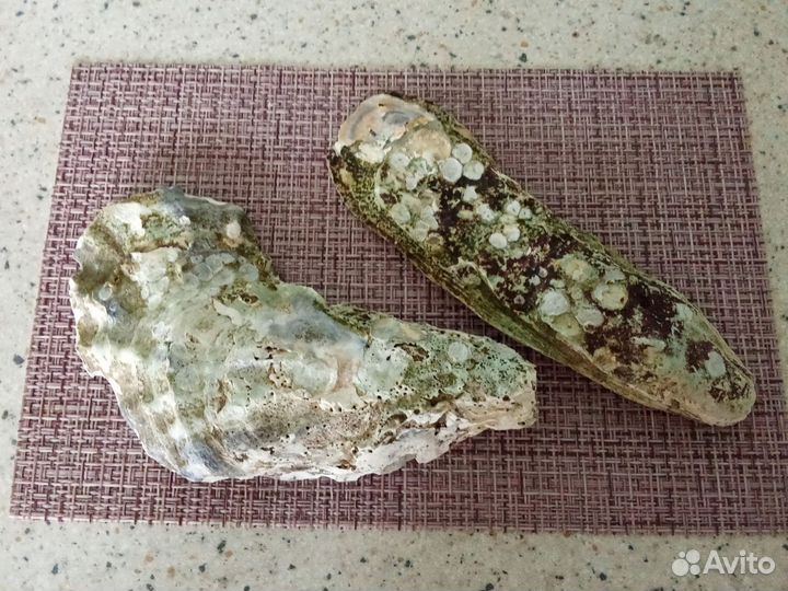 Створки устриц