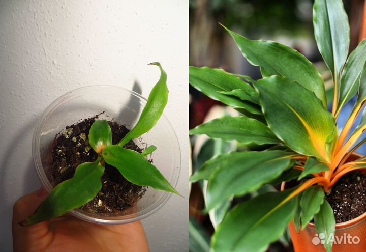 Хлорофитум оранж