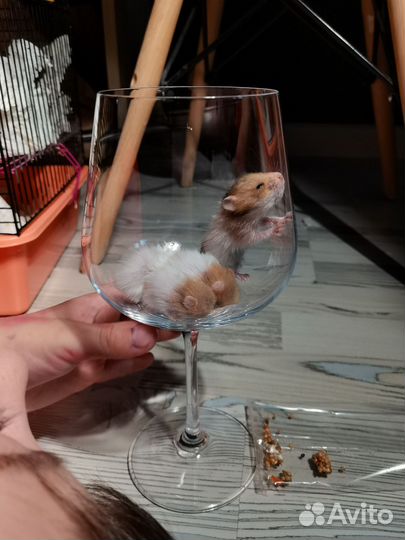 Сирийский хомяк малыш