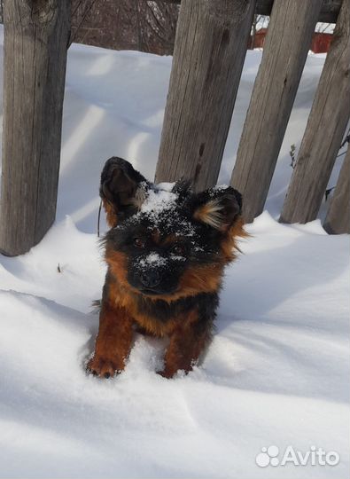 Реалистичные игрушки ручной работы