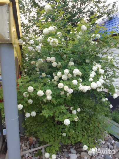 Калина бульденеж, саженцы