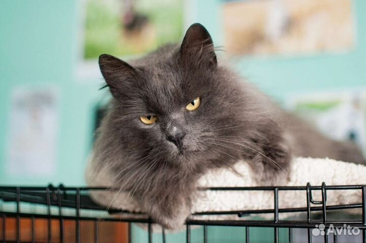 Кот нибелунг из приюта в добрые руки