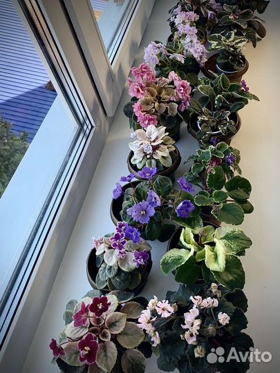 Сортовые фиалки