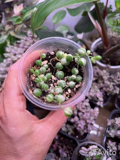 Крестовник Роули вариегатный