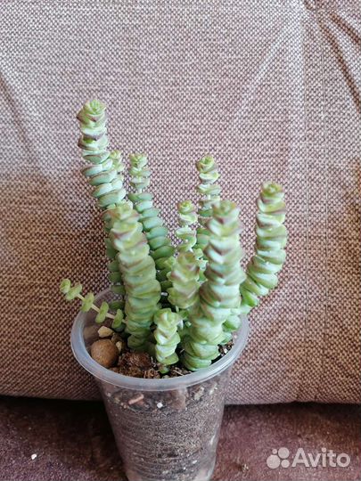 Крассула Марниериана