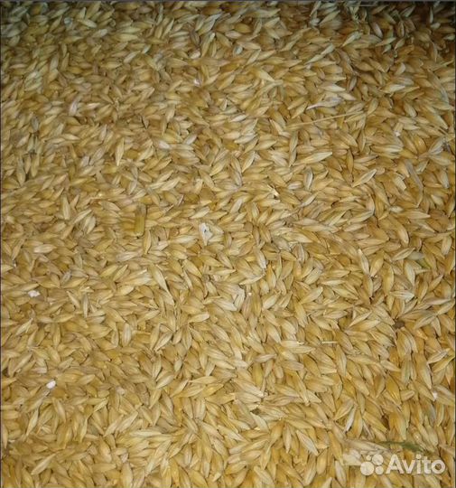 Фуражная пшеница, Фасоль корма