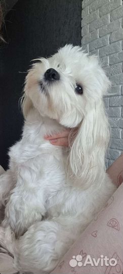 Вязка мальтезе кабель