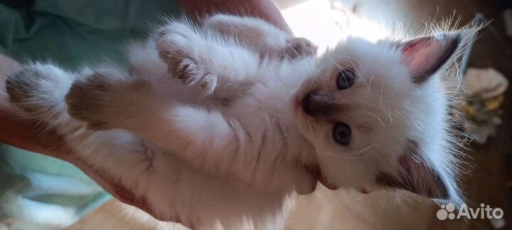 Котята мейн-кун