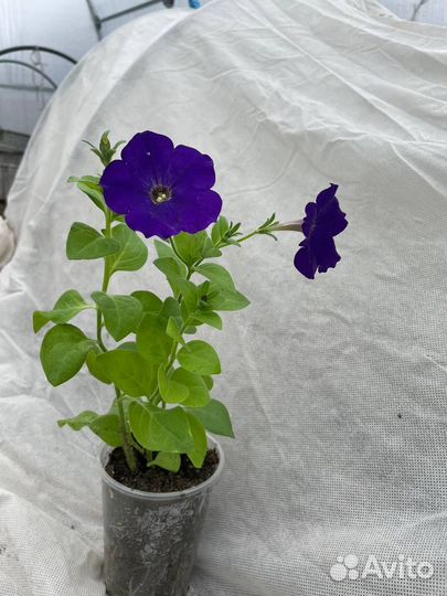 Рассада помидор, перца, петуньи